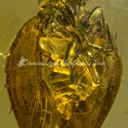 Psyllidae And Homoptera On Clear Amber Piece 5