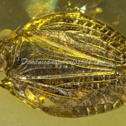 Psyllidae And Homoptera On Clear Amber Piece 6