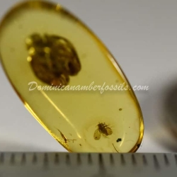 Psyllidae And Homoptera On Clear Amber Piece 7