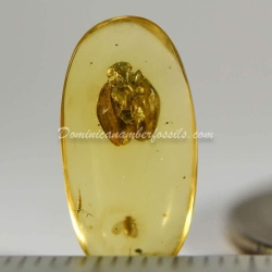 Psyllidae And Homoptera On Clear Amber Piece 8