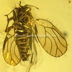 Psyllidae And Homoptera On Clear Amber Piece