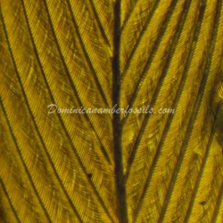 Rare Feather Inclusion Fossil On Dominican Amber 10