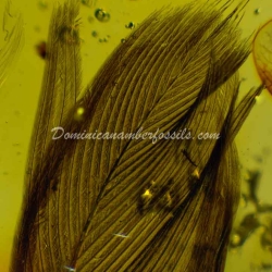 Rare Feather Inclusion Fossil On Dominican Amber 11