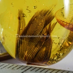 Rare Feather Inclusion Fossil On Dominican Amber 3