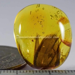 Rare Feather Inclusion Fossil On Dominican Amber 4