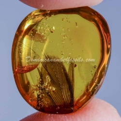 Rare Feather Inclusion Fossil On Dominican Amber