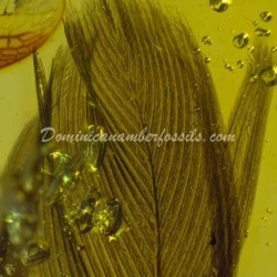 Rare Feather Inclusion Fossil On Dominican Amber 5