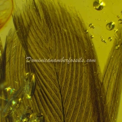 Rare Feather Inclusion Fossil On Dominican Amber 6