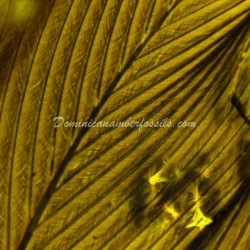 Rare Feather Inclusion Fossil On Dominican Amber 8