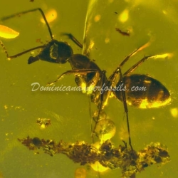 Rare Formicidae Hymenoptera 10