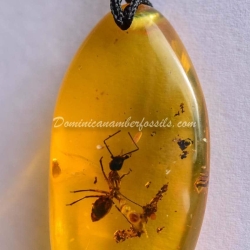 Rare Formicidae Hymenoptera 2
