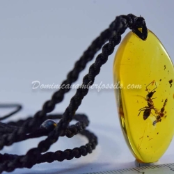 Rare Formicidae Hymenoptera 6