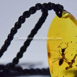 Rare Formicidae Hymenoptera 7