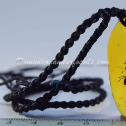 Rare Formicidae Hymenoptera 8