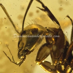 Rare Hymenoptera Leptomyrmex 4