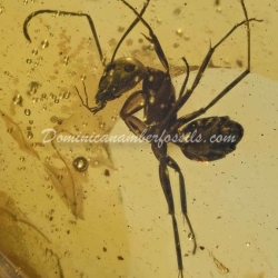 Rare Hymenoptera Leptomyrmex 6