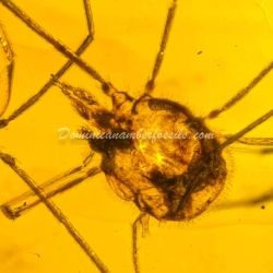 Rare Opiliones 7