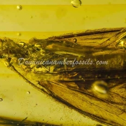 Rare Trichoptera On Dominican Amber 10