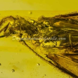 Rare Trichoptera On Dominican Amber 11