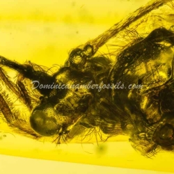 Rare Trichoptera On Dominican Amber 4