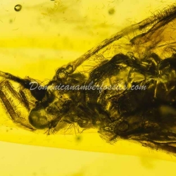 Rare Trichoptera On Dominican Amber 5