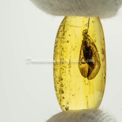 Rare Trichoptera On Dominican Amber