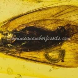 Rare Trichoptera On Dominican Amber 6