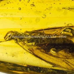 Rare Trichoptera On Dominican Amber 7