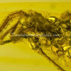 Rare Trichoptera On Dominican Amber 8