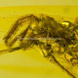 Rare Trichoptera On Dominican Amber 9