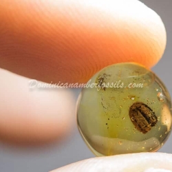 Seed Inclusion On Dominican Amber 2