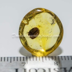 Seed Inclusion On Dominican Amber 3