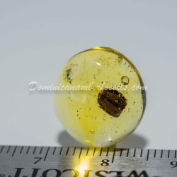 Seed Inclusion On Dominican Amber 4