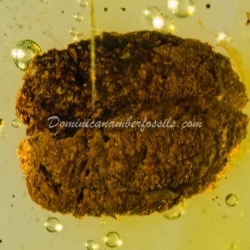 Seed Inclusion On Dominican Amber 5