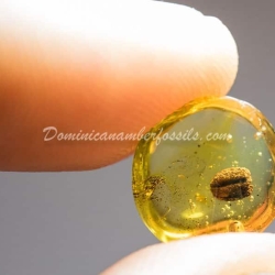 Seed Inclusion On Dominican Amber