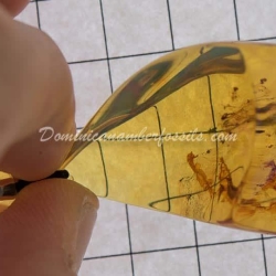 Sky Blue Amber Pendant 4