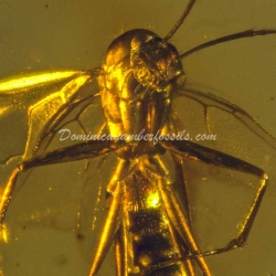 Sphecid Wasp Hymenoptera Fossil Inclusion 2