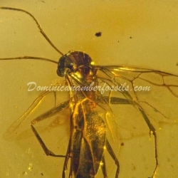 Sphecid Wasp Hymenoptera Fossil Inclusion 6