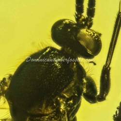 Spider Wasp And Coleoptera 11