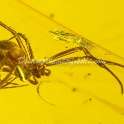 Spider On Clear Amber Piece 10