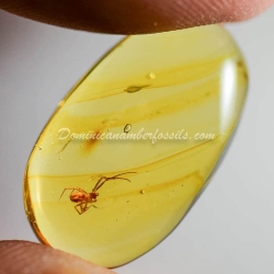 Spider On Clear Amber Piece 2