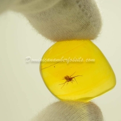 Spider On Clear Amber Piece 2