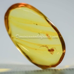 Spider On Clear Amber Piece 3