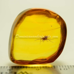 Spider On Clear Amber Piece 3