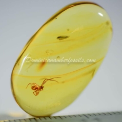 Spider On Clear Amber Piece 4