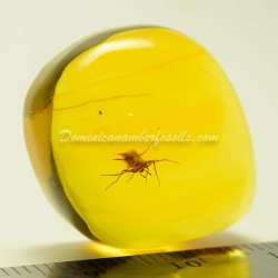 Spider On Clear Amber Piece 4