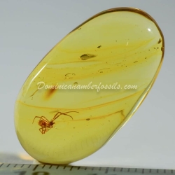 Spider On Clear Amber Piece 5