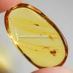 Spider On Clear Amber Piece