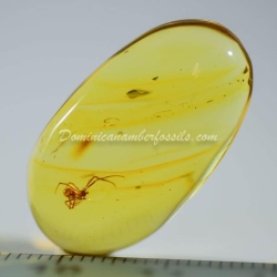 Spider On Clear Amber Piece 6