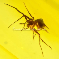 Spider On Clear Amber Piece 7